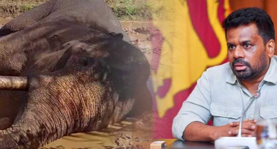 කාවන්තිස්සගේ මරණය ගැන හොයන්න විශේෂඥ කමිටුවක්.